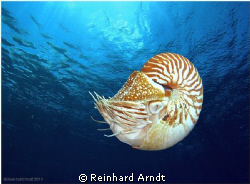 - Nautilus -
Nautilus belauensis, also known as the Pala... by Reinhard Arndt 